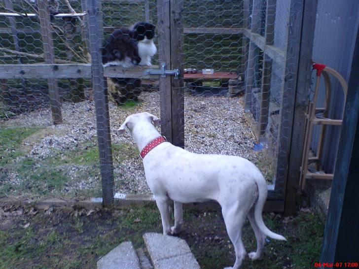 Blanding af racer Domino - hvem glor lige på hvem?? billede 3