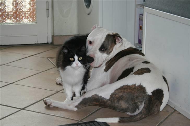 Blanding af racer Domino - vi er venner....  for altid billede 4