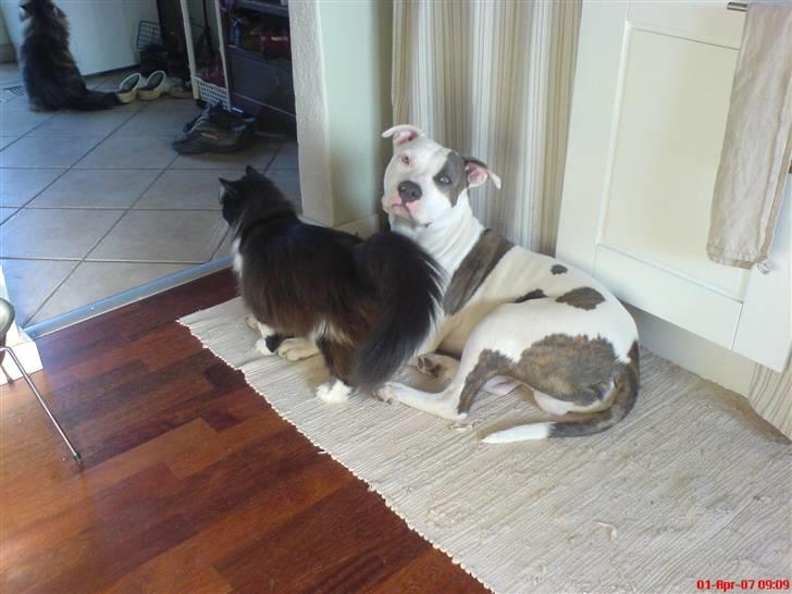 Blanding af racer Domino - min hale er større end din... billede 5