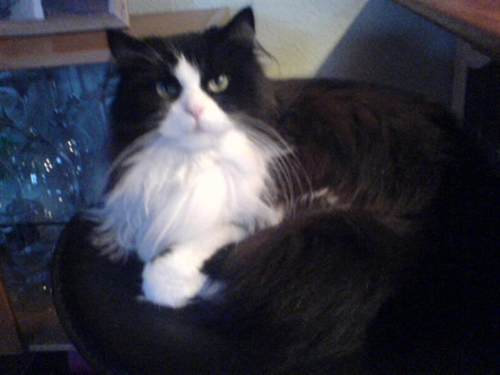 Blanding af racer Domino - smukke mig...   billede 6