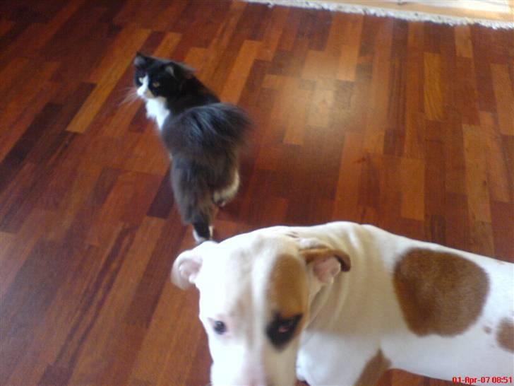 Blanding af racer Domino - min tigge veninde.... billede 7