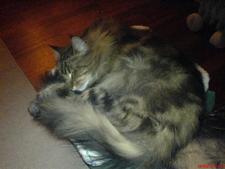 Blanding af racer Domino - min room mate...   dejlige maxi billede 8