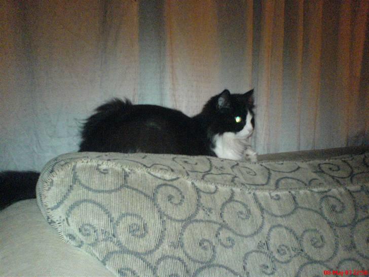 Blanding af racer Domino - her kan jeg lige overskue stuen...  he he billede 9