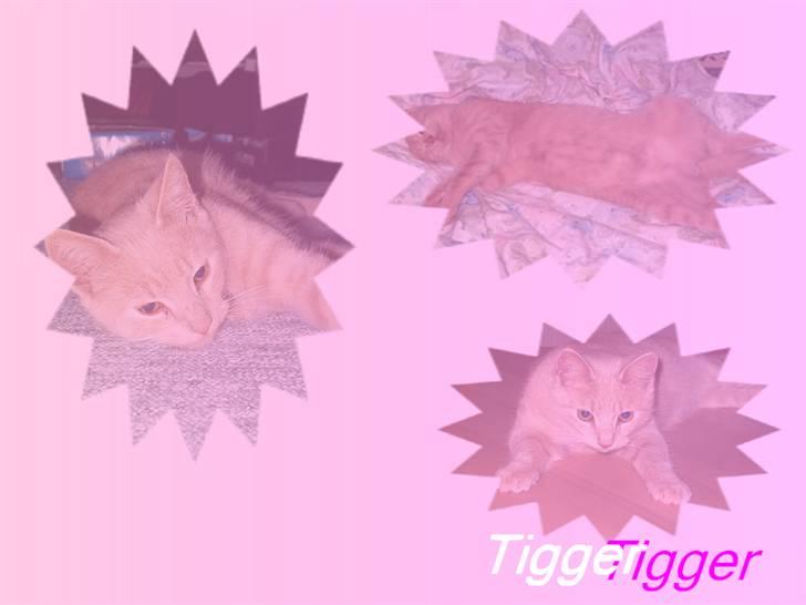 Huskat Tigger - Lavet af: Stine M billede 20
