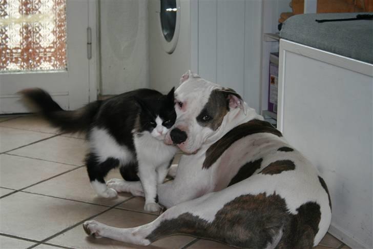 Blanding af racer Domino - nusse nusse billede 10