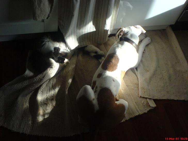 Blanding af racer Domino - he he... jeg nupper dig...  du er for laaangsom...  billede 11