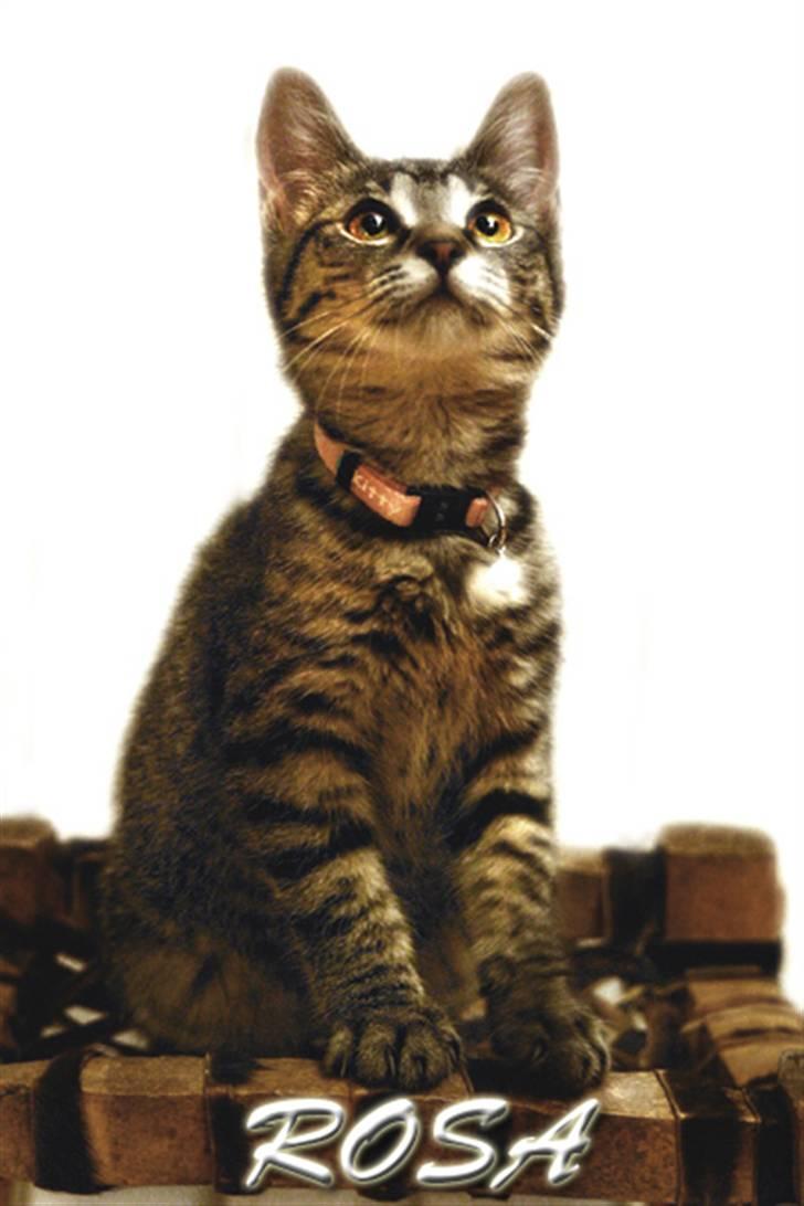 Blanding af racer Rosa - Et af de første billeder jeg har taget af Rosa. Hér er hun ca 5 mdr gammel. billede 1