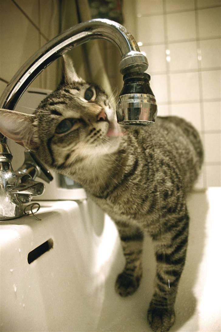 Blanding af racer Rosa - Rosa har en lidt unormal indstilling til vand... her har jeg taget et billede af hende hvor hun drikker af hanen direkte, men hun har også opsøgt os i brusebadet mens vi bader !! Hvor mange katte gør det ?  billede 2