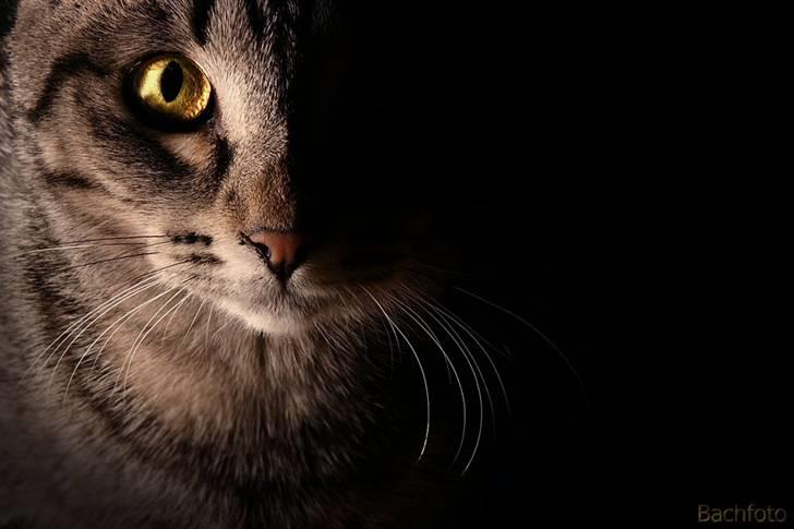 Blanding af racer Rosa - Her er Rosa heller ikke mere end 5-6 mdr. gammel, hvor jeg tog dette billede.  billede 3