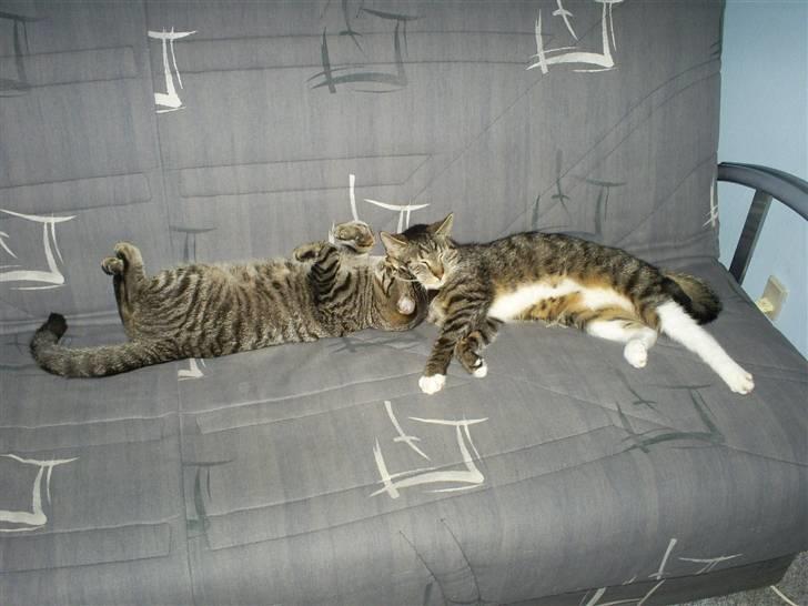 Huskat Felix billede 1