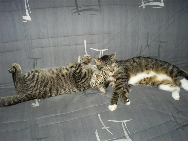 Huskat Felix billede 2