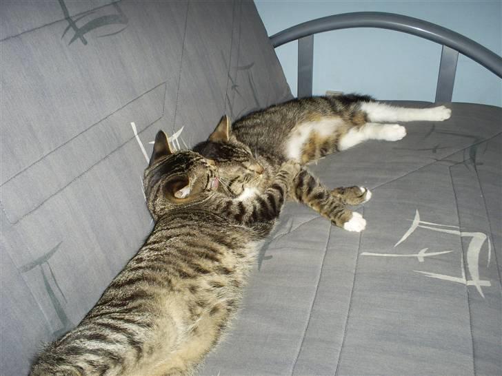 Huskat Felix billede 3