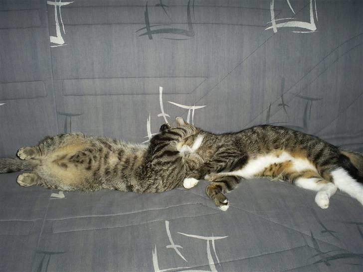 Huskat Felix billede 4