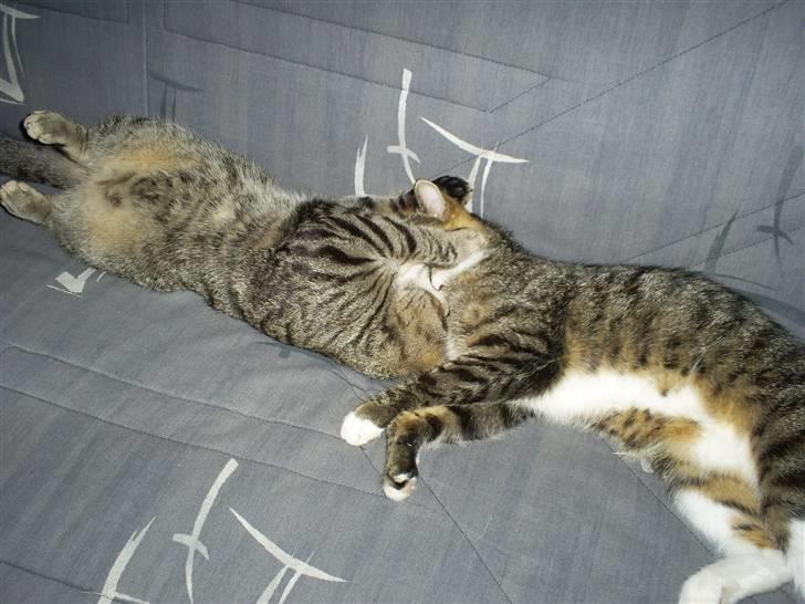 Huskat Felix billede 5