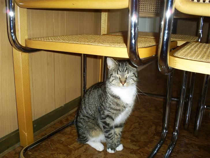 Huskat Felix billede 6