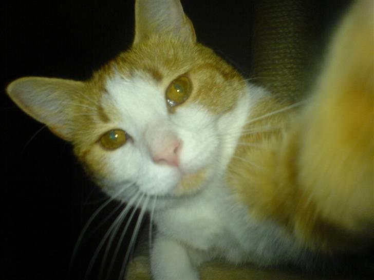 Huskat Chili - Hejsa Folkens billede 1