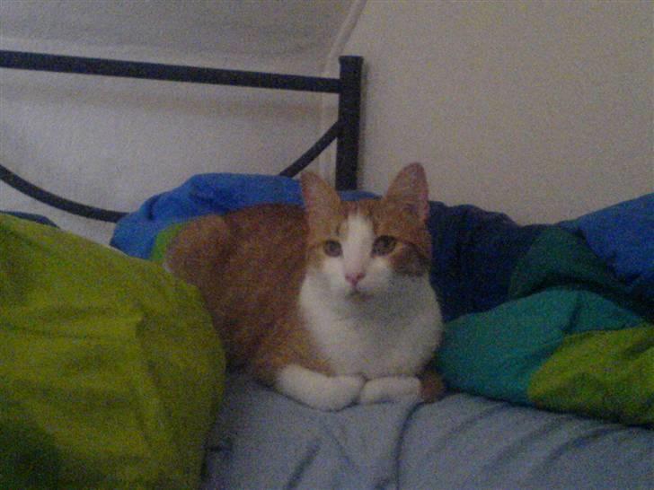 Huskat Chili - Det nu meget godt et ligge i dynerne. billede 2