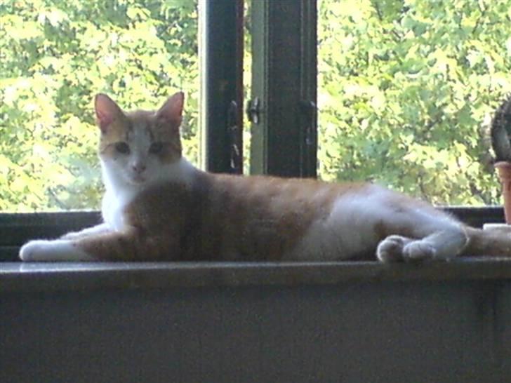 Huskat Chili - Se mig lige.. en rigtig løve.. billede 3