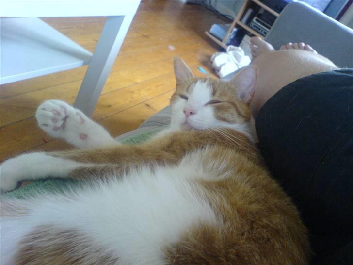 Huskat Chili - "Hallo, jeg putter lige, venligst ikk forstyr.."  billede 4