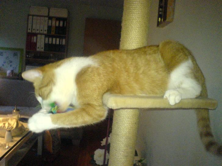 Huskat Chili - Jubii.. leg med fjerpind.. billede 5