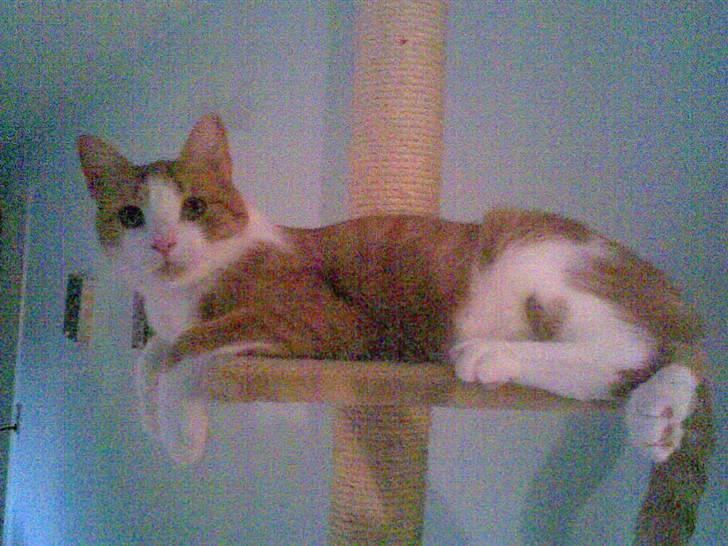 Huskat Chili - Hænger lige ud her.., billede 6