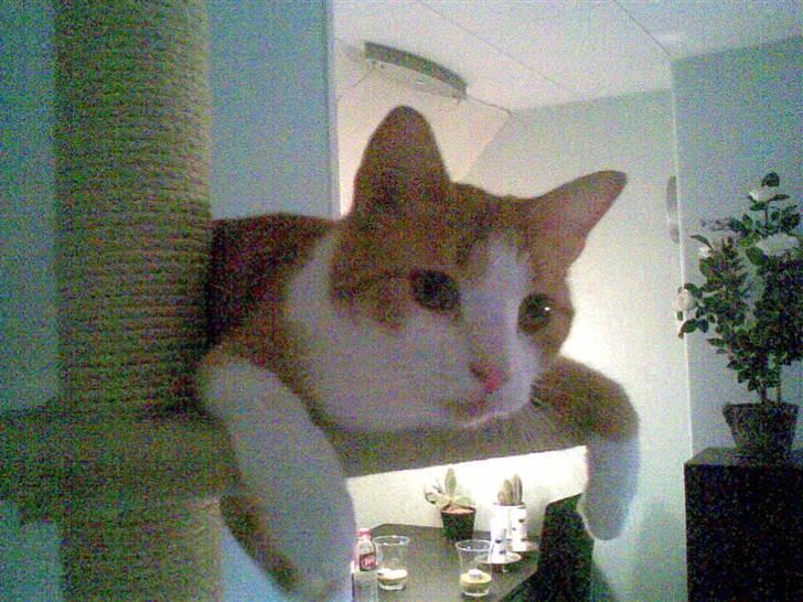 Huskat Chili - Jeg er klar, er du? billede 7