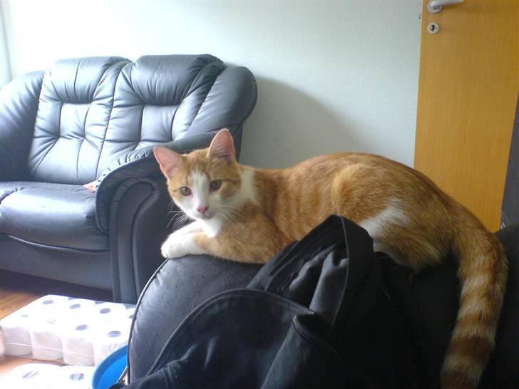 Huskat Chili - Holder lige øje med jer allesammen. billede 8