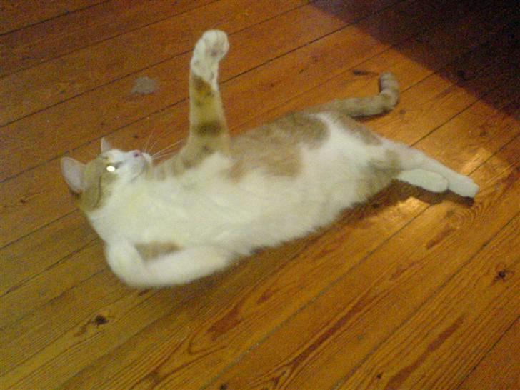 Huskat Chili - Man kan da godt lege selvom min ligger ned.. (doven mis) billede 9