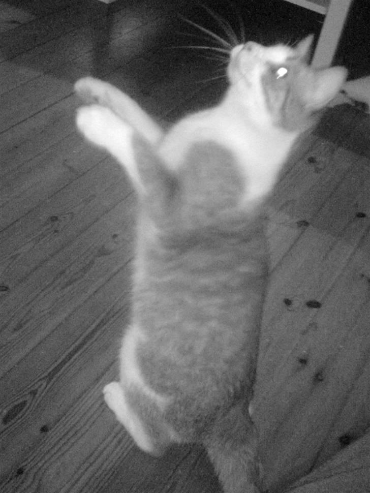 Huskat Chili - Kan også sidde pænt.. billede 10