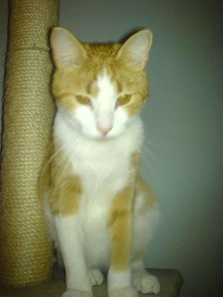 Huskat Chili - Er jeg ikke bare sød.. billede 11