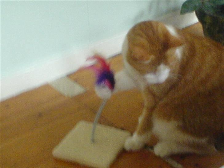 Huskat Chili - Leger lige selv.. billede 12