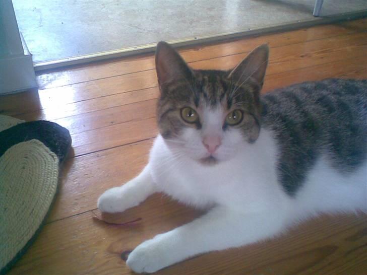 Huskat Tilde - Hejsa allesammen. billede 1