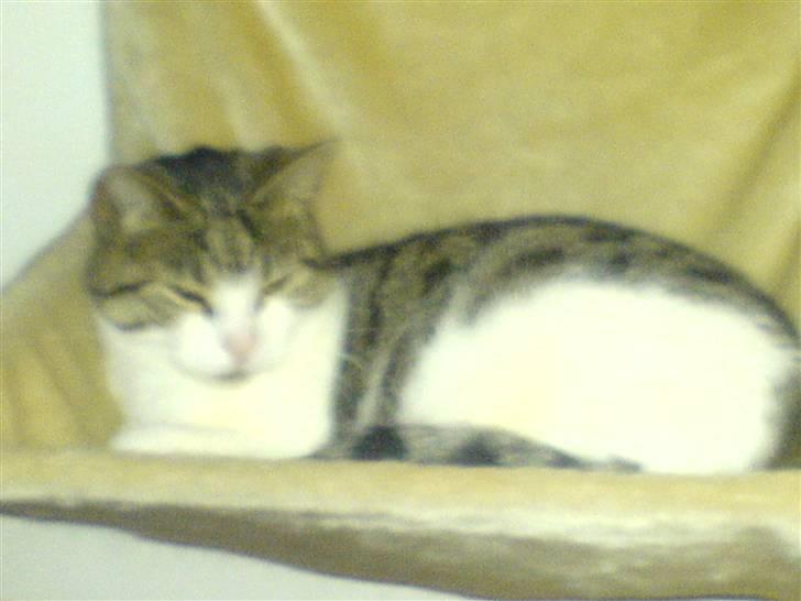 Huskat Tilde - Varme.. mmm varme.. (radiator-katteseng) billede 2