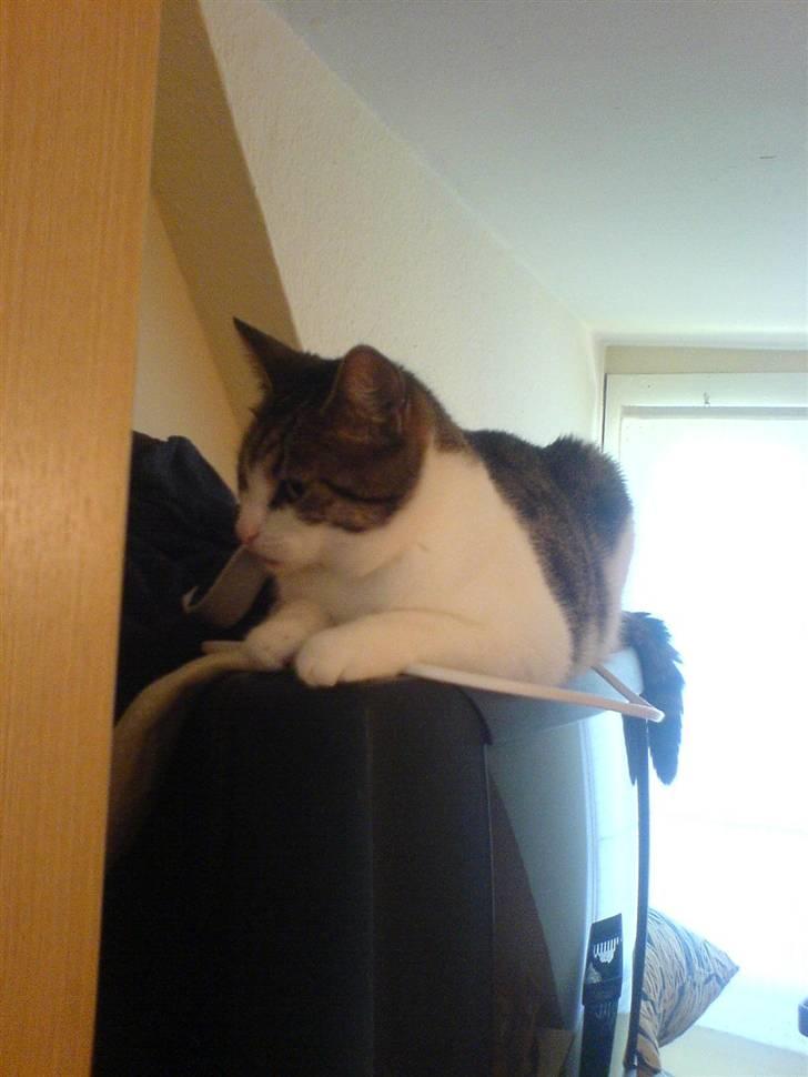 Huskat Tilde - Her kan man holde udkig med andre.. (med Chili.. ) billede 3