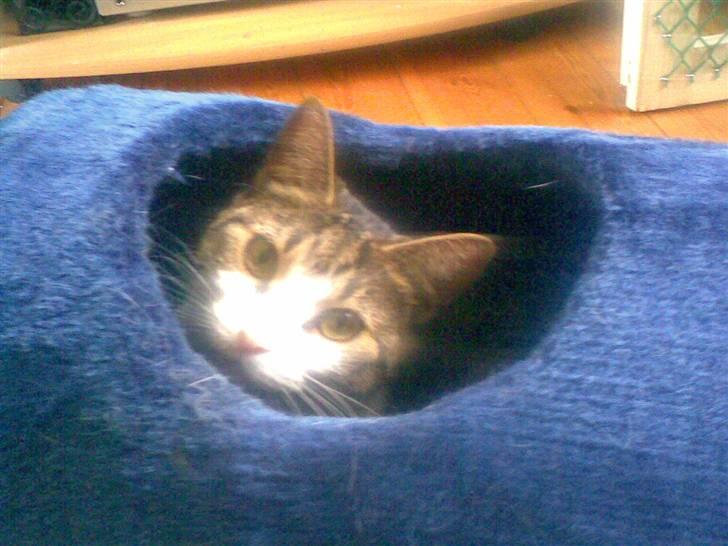 Huskat Tilde - Jaa.. legetøjstunnel.. supersjovt.. tager tilløb og styrter ind i den.. billede 4