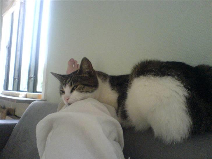 Huskat Tilde - Får mig lige en lur.. og gerne ovenpå min ejer.. billede 5