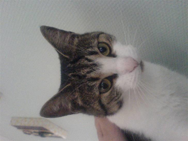 Huskat Tilde - Hej !! billede 6