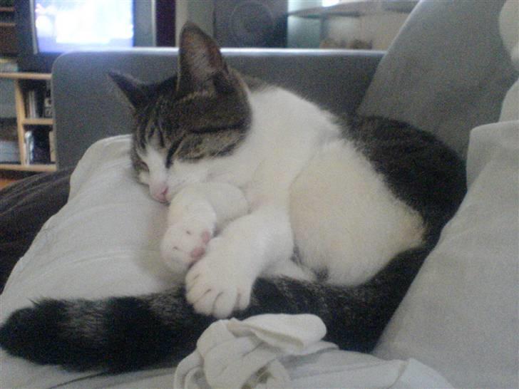 Huskat Tilde - Sover lige lidt mere.. billede 7
