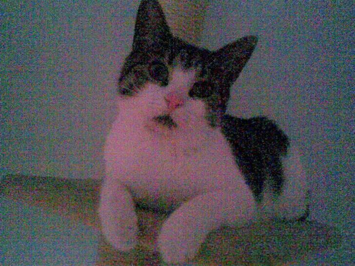 Huskat Tilde - Her ligger jeg ofte også.. men plejer at ende i leg med Chili.. billede 8