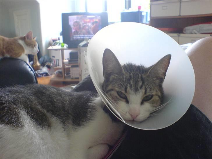 Huskat Tilde - Da jeg var blevet steliseret.. det kløede sådan og jeg slikkede igen og endte med at få en hundekrave på. Træls. billede 9