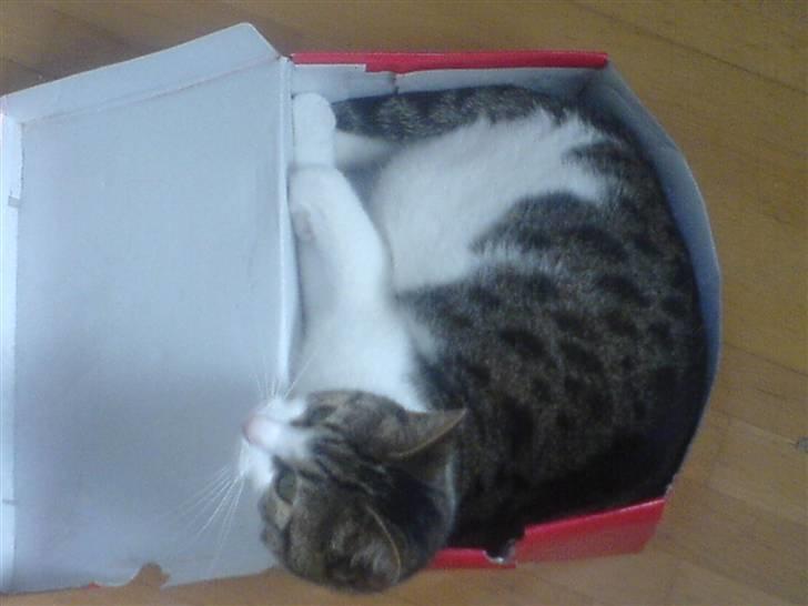 Huskat Tilde - Elsker kasser, det er bare det bedste billede 10