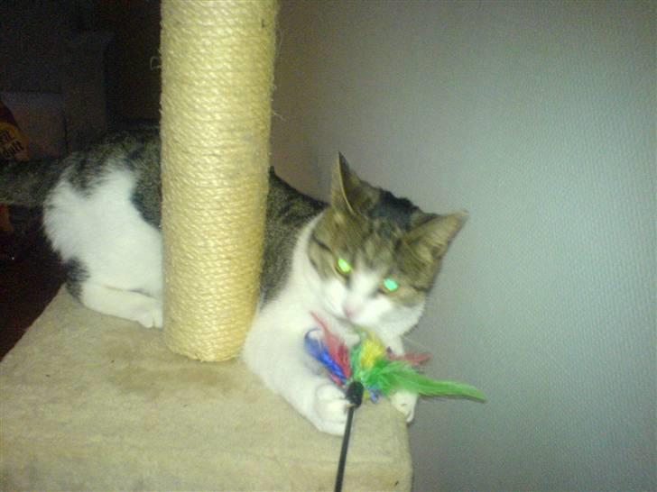 Huskat Tilde - Jaa.. LEG !! billede 11