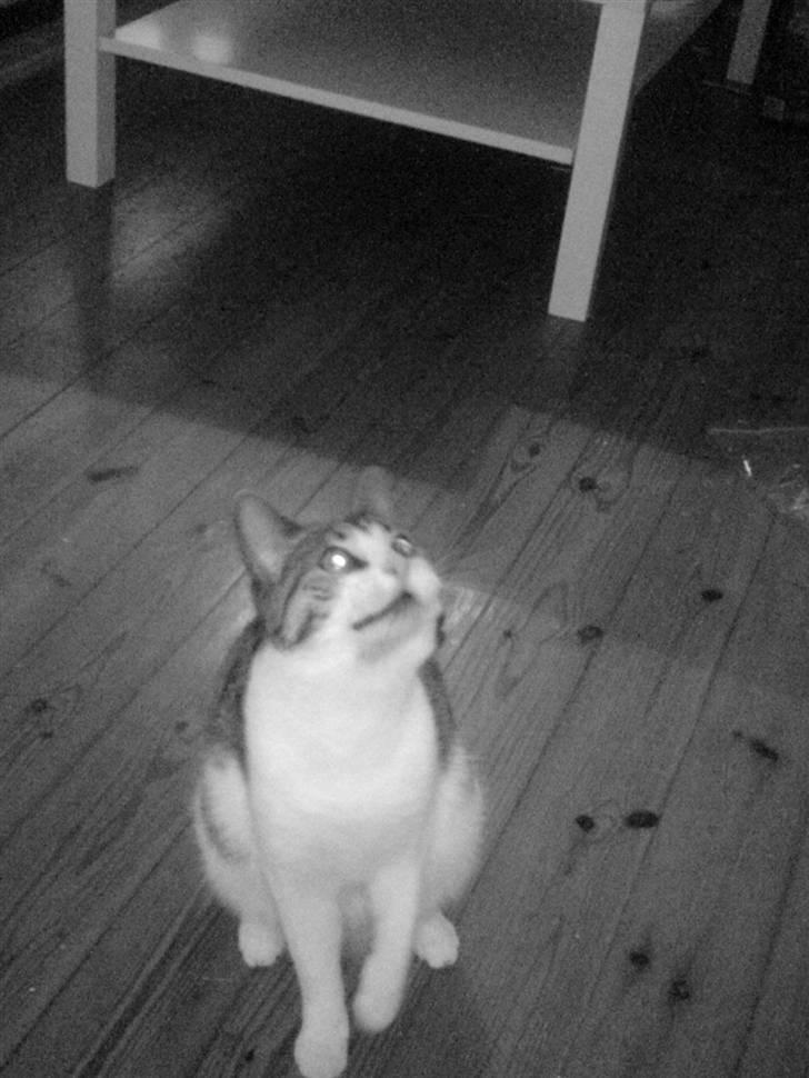 Huskat Tilde - 1.. 2.. 3.. og jeg hopper.. (desværre er kamerat ikk hurtigt nok til at få et hop.) billede 12