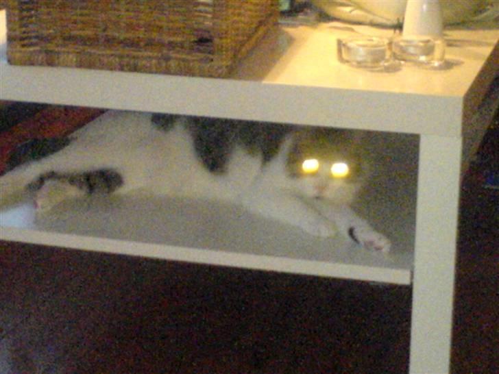 Huskat Tilde - Her kan man gemme sig og ingen vil her finde mig.. billede 13