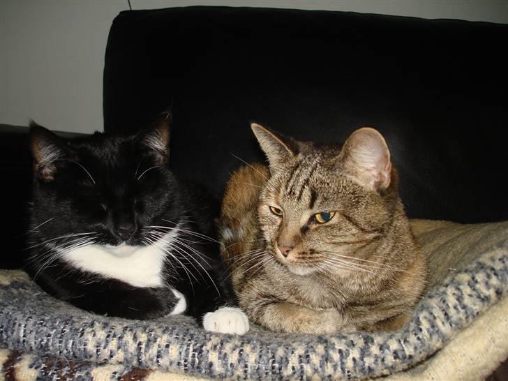 Huskat *Perle*^* Med to piger*^* - Perle & Bimse :o) billede 8