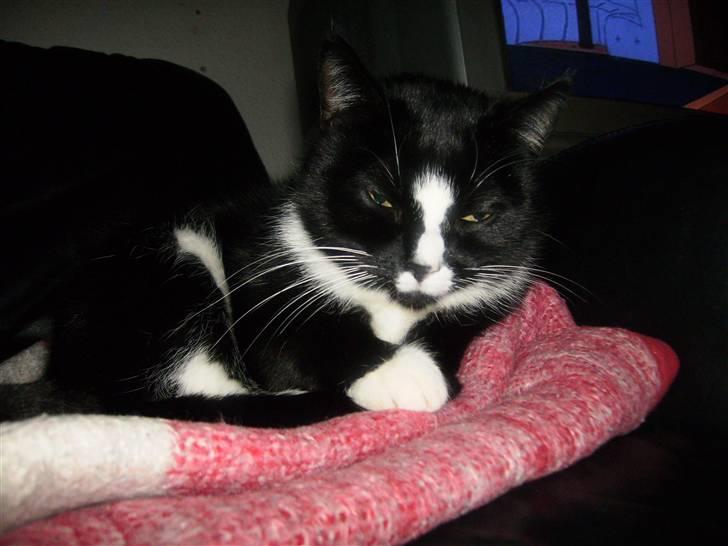 Huskat cassie og tøsen billede 1