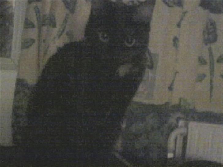 Huskat cassie og tøsen billede 2