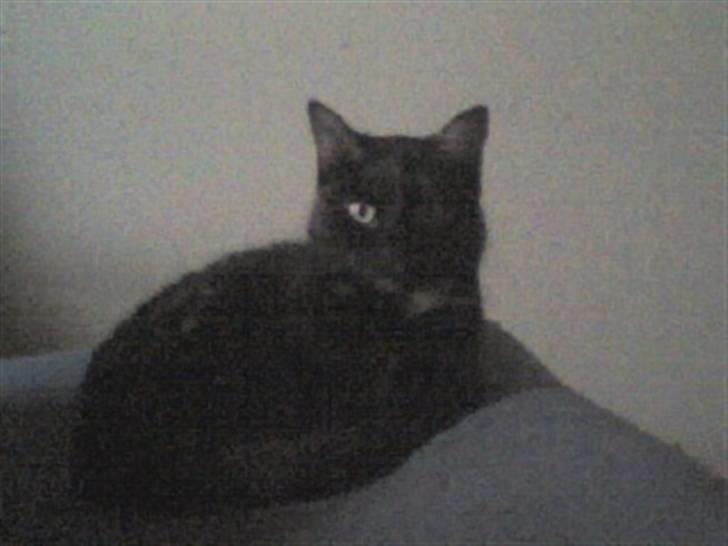 Huskat cassie og tøsen billede 5