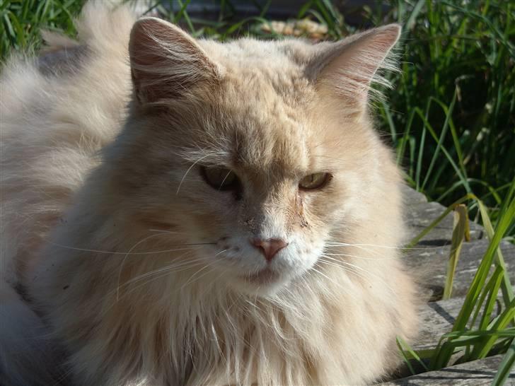 Maine Coon DK Nakipa`s Obsession - Velkommen til Obsession´s profil billede 1