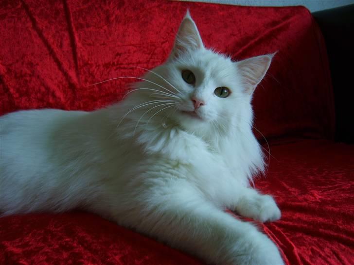 Norsk Skovkat Victor - Victor  billede 1